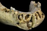 Fossil Juvenile Etruscan Wolf (Canis) Partial Mandible - Belgium #155000-10